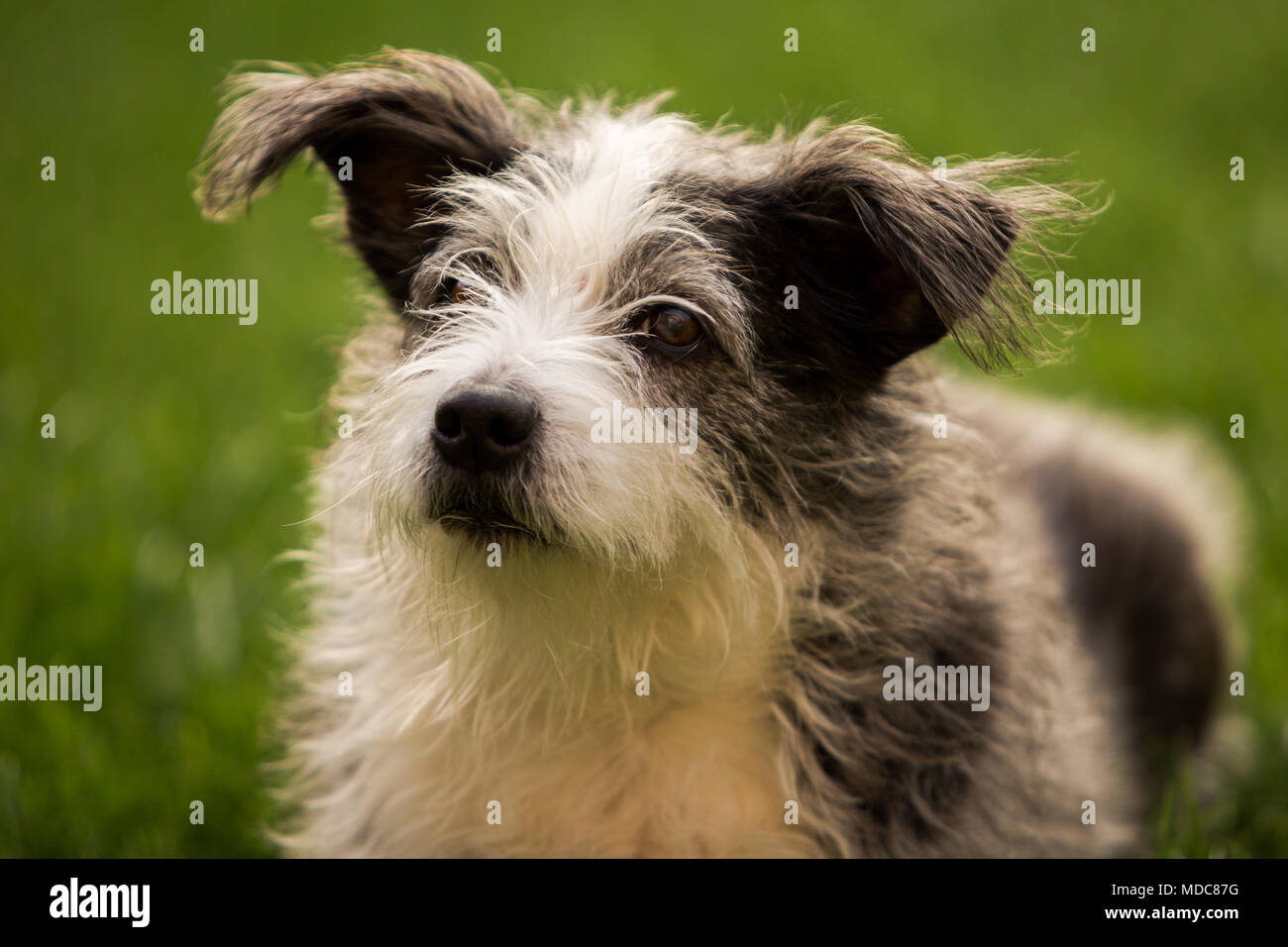 Mans meilleur ami, le chien Banque D'Images