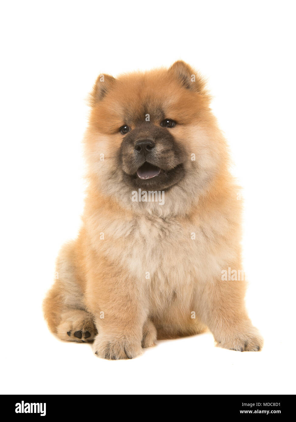 Cute Puppy Chow Chow Assis La Regardant Avec Langue Bleue Qui Sort Isole Sur Fond Blanc Photo Stock Alamy