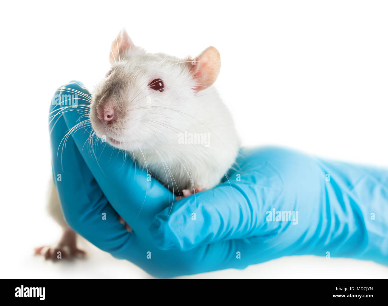 Les mains dans les gants médicaux tenir un rat sur fond blanc Banque D'Images