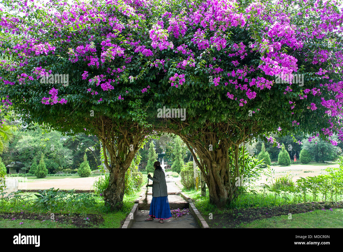 Les socs de pétales de fleurs femme sous un beau bougainvilliers dans le parc Victoria, Nuwara Eliya. Fleurs rose-pourpre scène parc pittoresque du châssis Banque D'Images