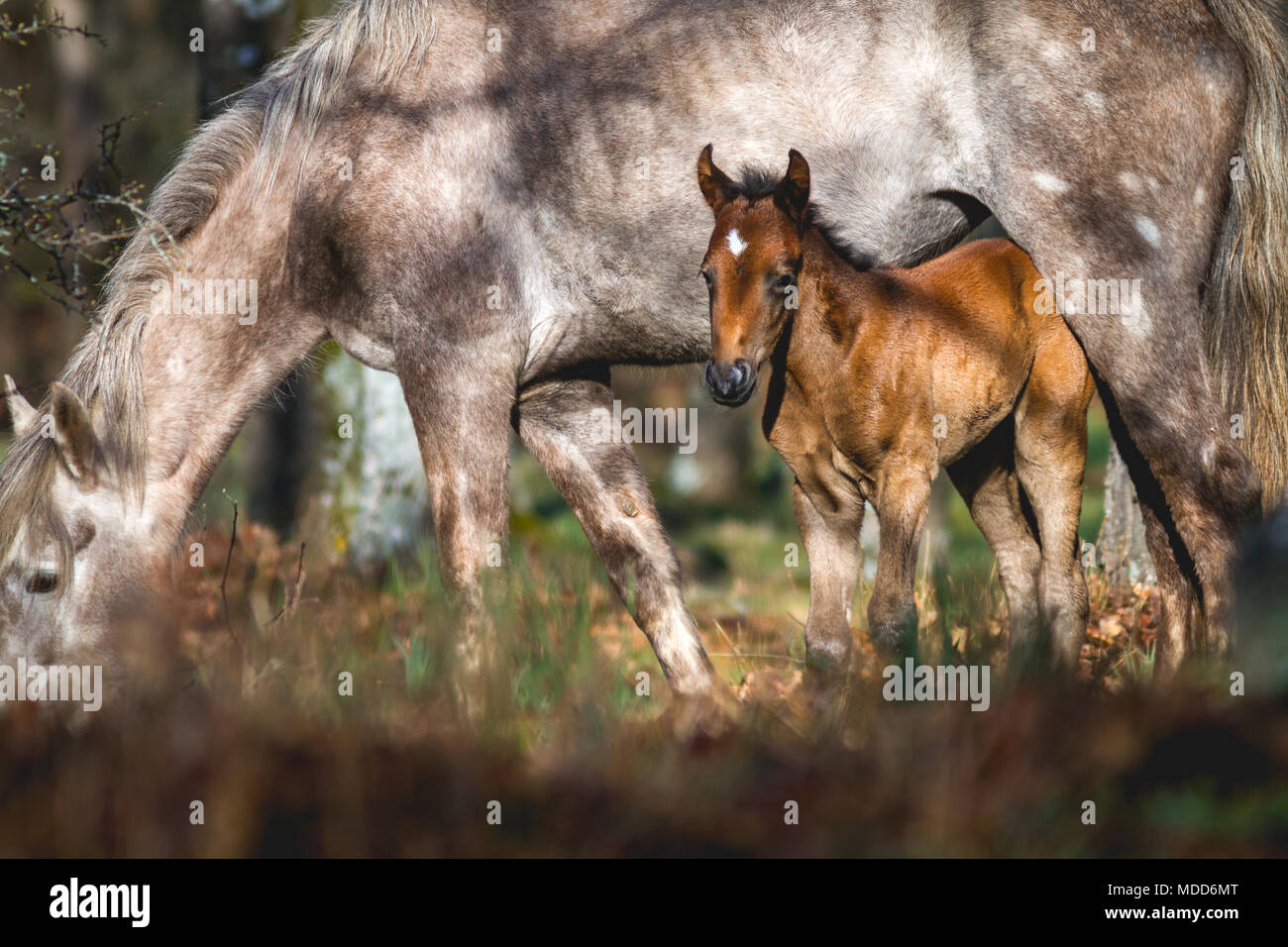 La naissance d'un cheval sauvage avec sa mère en pastureing fabricants. L'éclairage du matin Banque D'Images