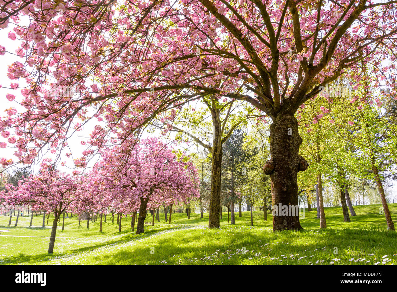 Vue de dessous d'un cerisier japonais en fleurs avec les rayons du soleil passant à travers ses chutes de branches laden vers le bas avec des grappes de fleurs roses. Banque D'Images