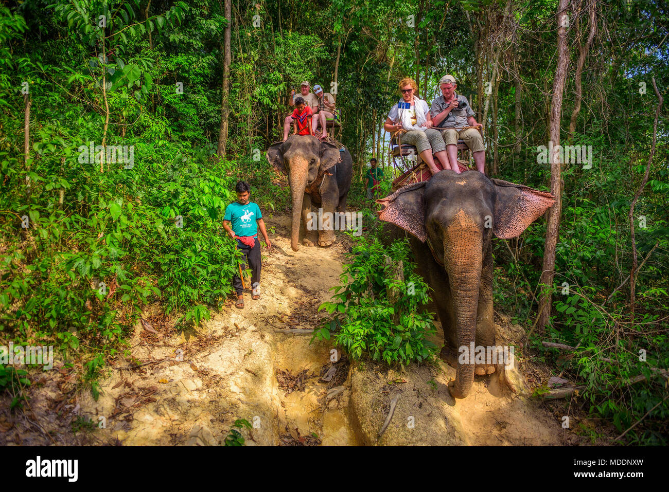 Les touristes circonscription éléphants en Thaïlande Banque D'Images