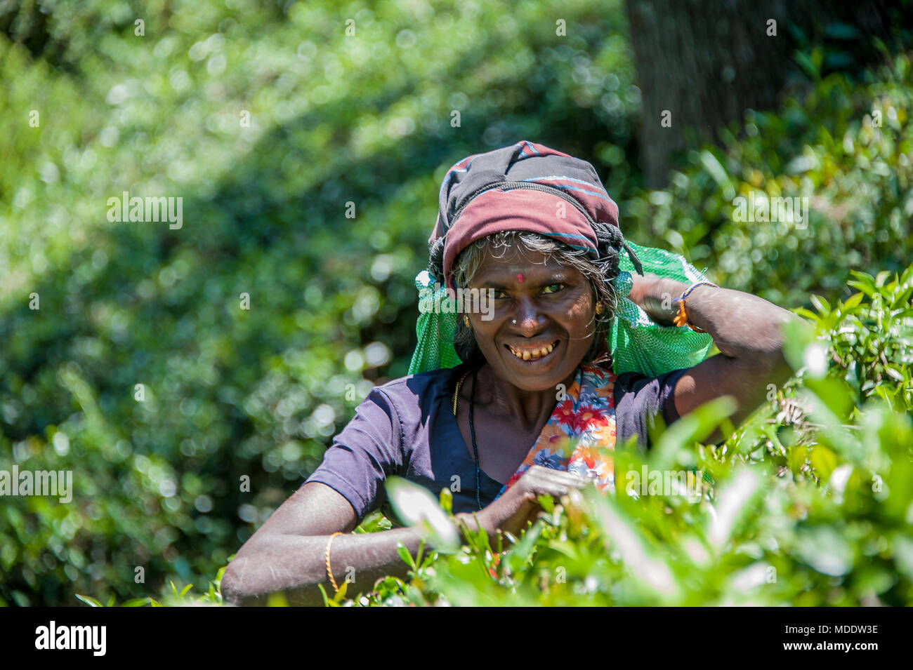 Plateau féminin picker la récolte des cultures de plantation sur une colline. Souriant, heureux face à l'encontre d'une femme floue, fond vert Banque D'Images