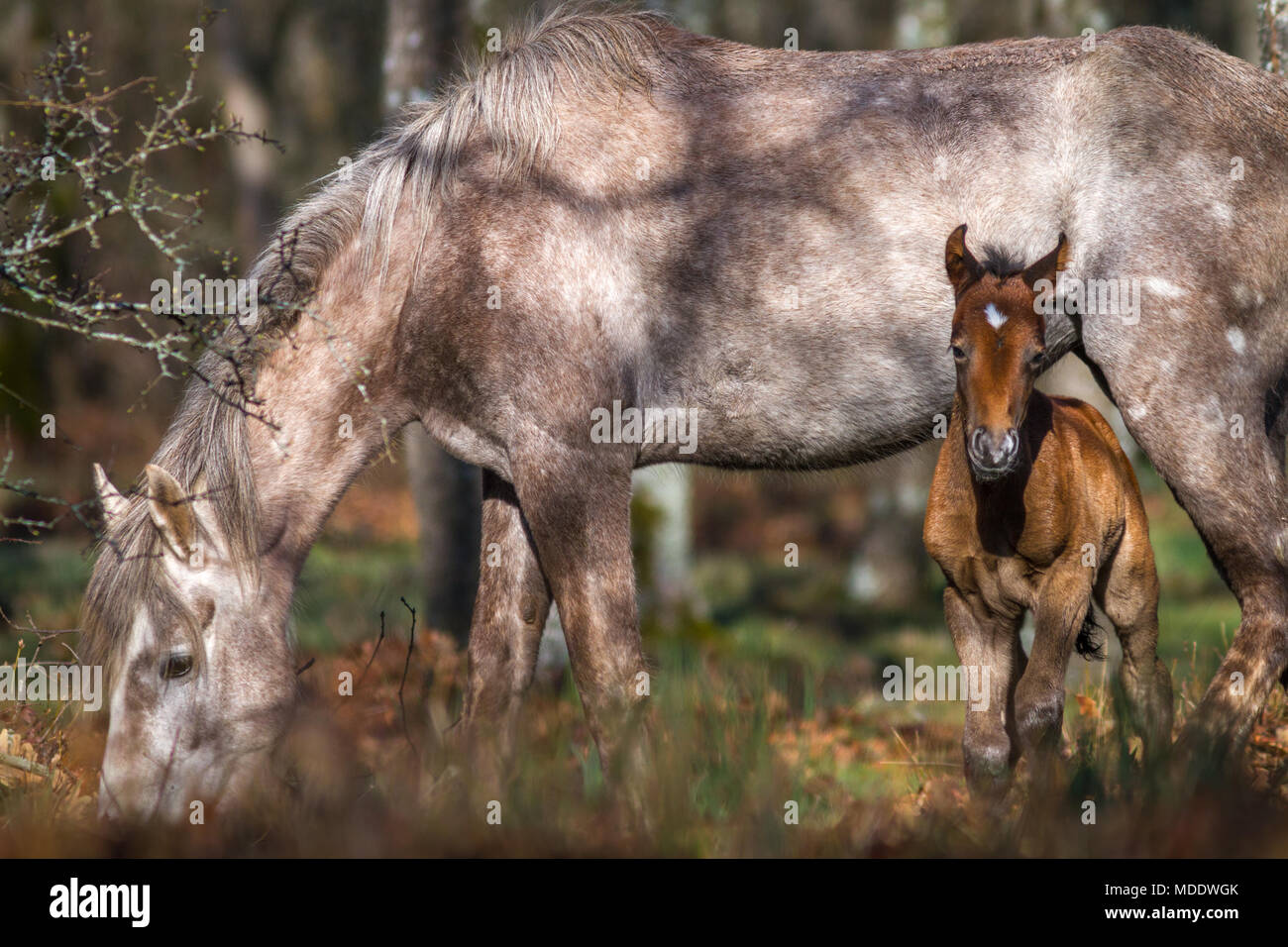 La naissance d'un cheval sauvage avec sa mère en pastureing fabricants. L'éclairage du matin Banque D'Images