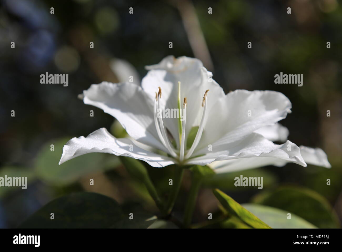 Bauhinia blanche Banque D'Images