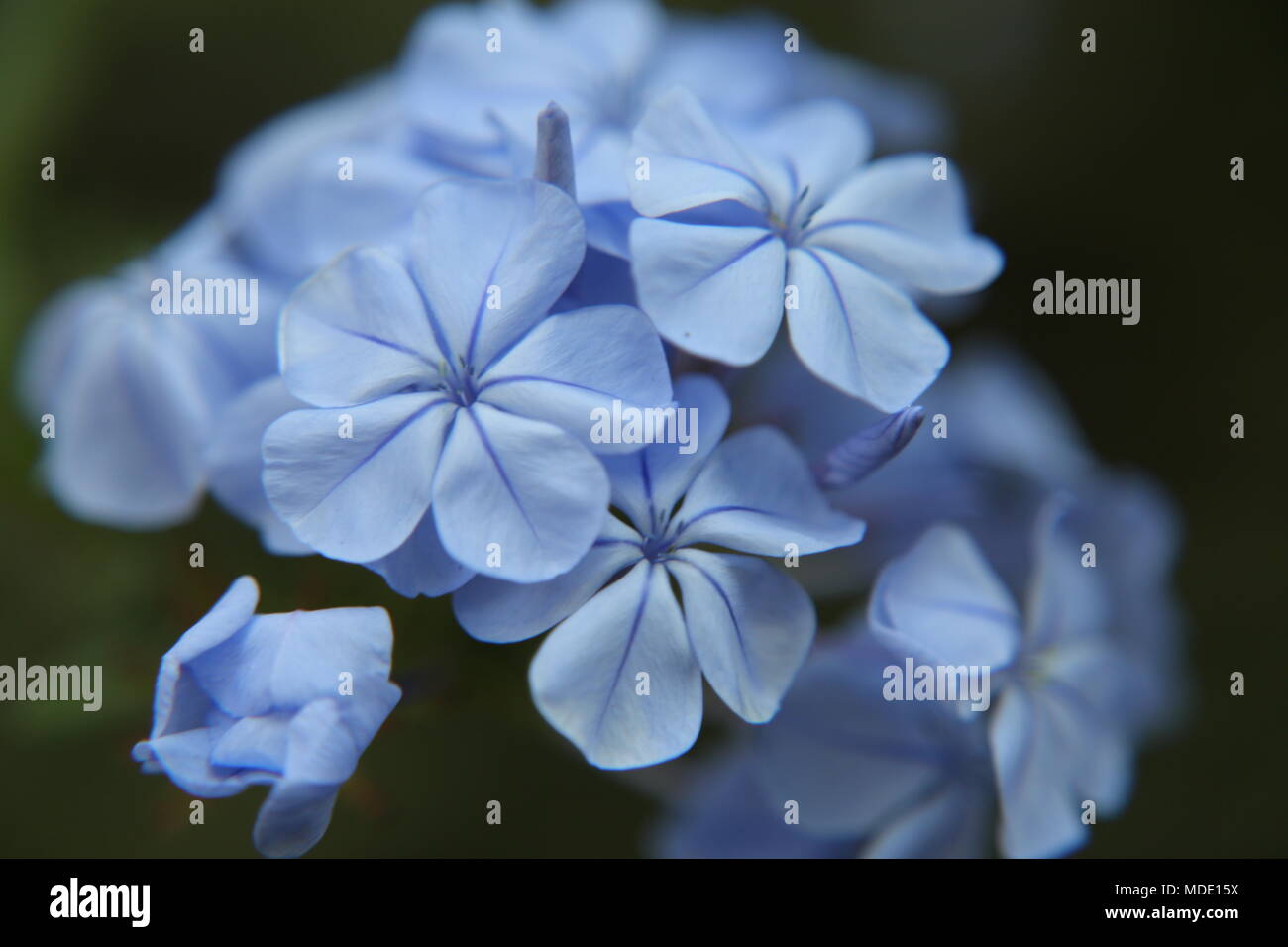 Plumbago bleu Banque D'Images