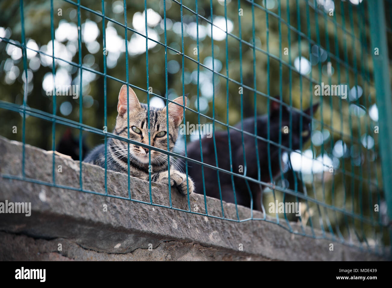 Deux chats et de détente en regardant le village de Montepulciano, Toscane Banque D'Images