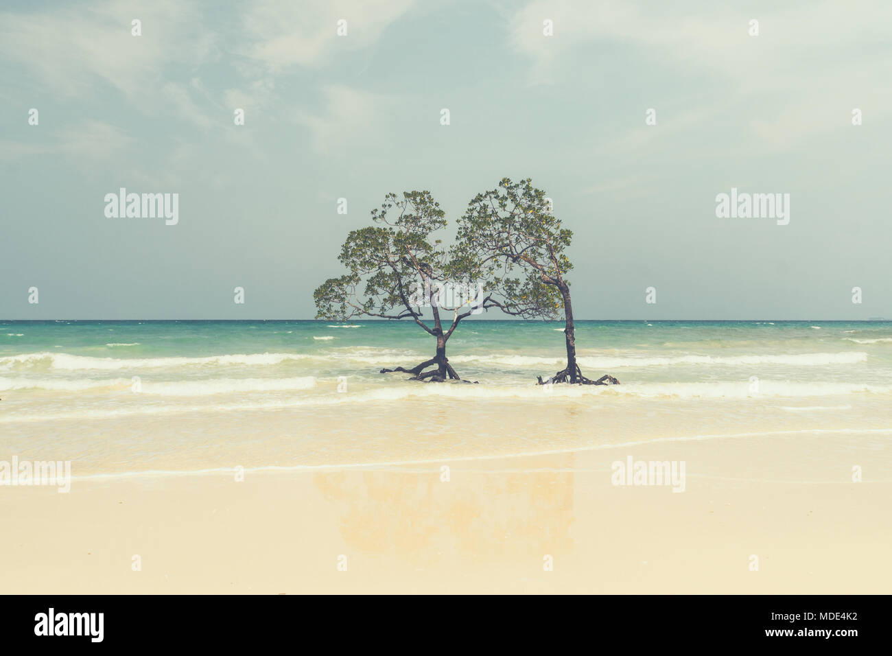 Seul palétuvier dans l'argile, le style rétro. De beaux arbres de mangrove avec de luxuriants de la couronne à feuilles caduques dans l'eau de mer sur une plage propre sur l'arrière-plan de t Banque D'Images