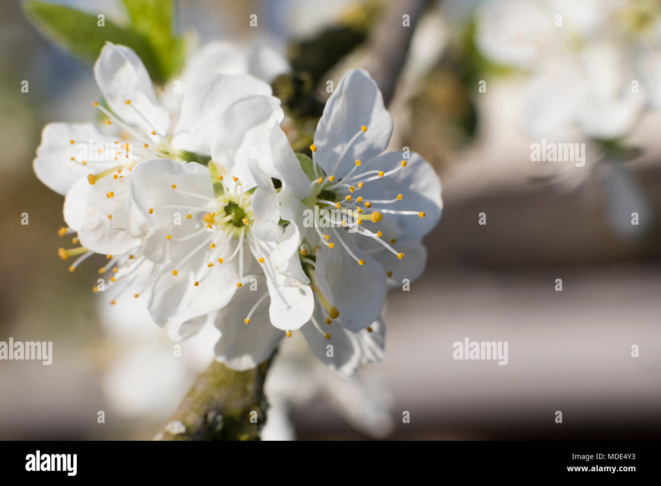 Arbre généalogique prune en fleurs blossom close up macro, journée ensoleillée au printemps Banque D'Images