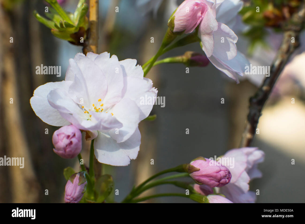 Blooming cherry tree blossom close up macro, journée ensoleillée au printemps Banque D'Images