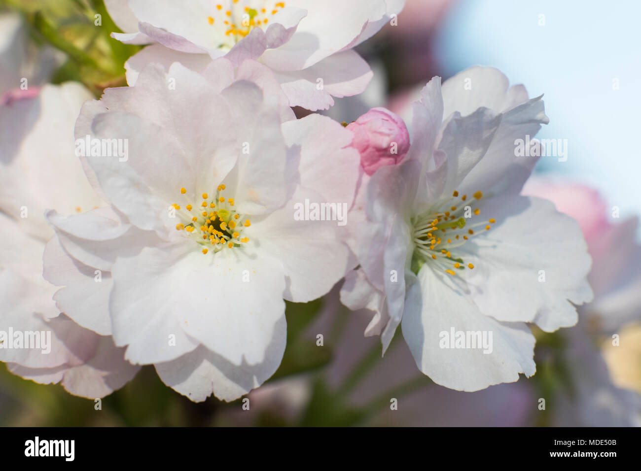 Blooming cherry tree blossom close up macro, journée ensoleillée au printemps Banque D'Images