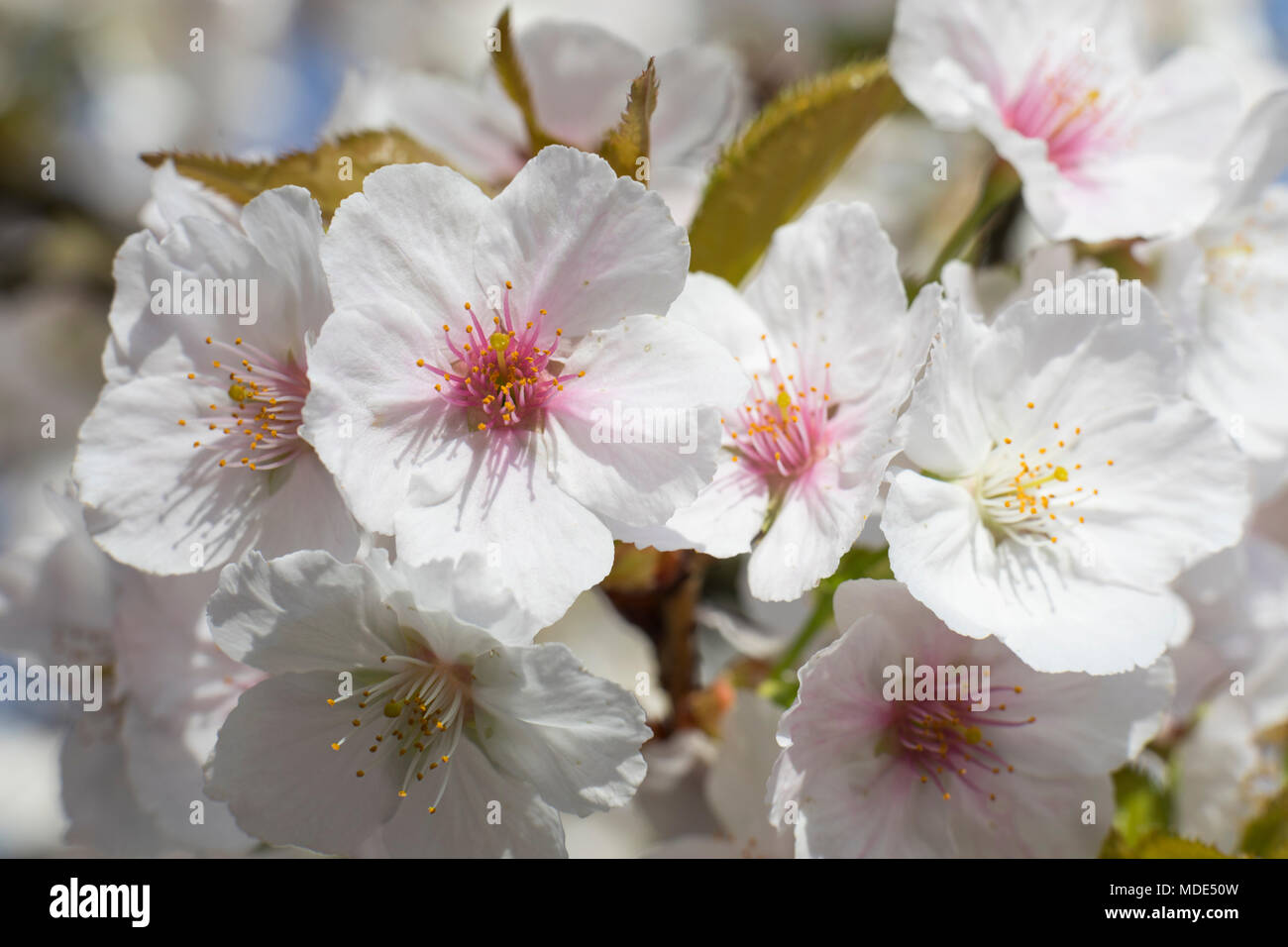 Blooming cherry tree blossom close up macro, journée ensoleillée au printemps Banque D'Images