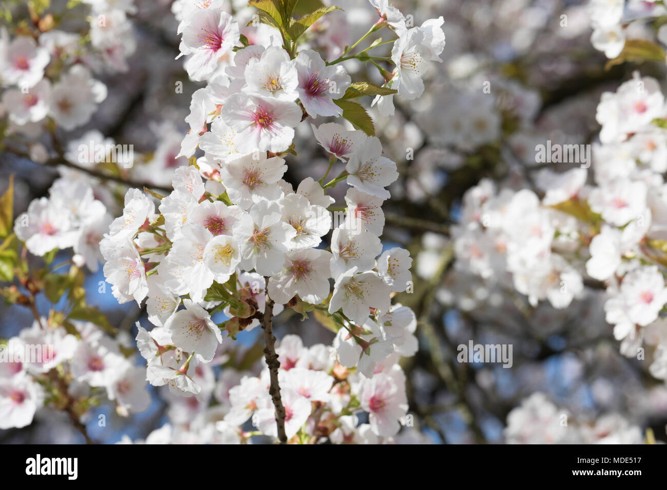 Blooming cherry tree blossom close up macro, journée ensoleillée au printemps Banque D'Images