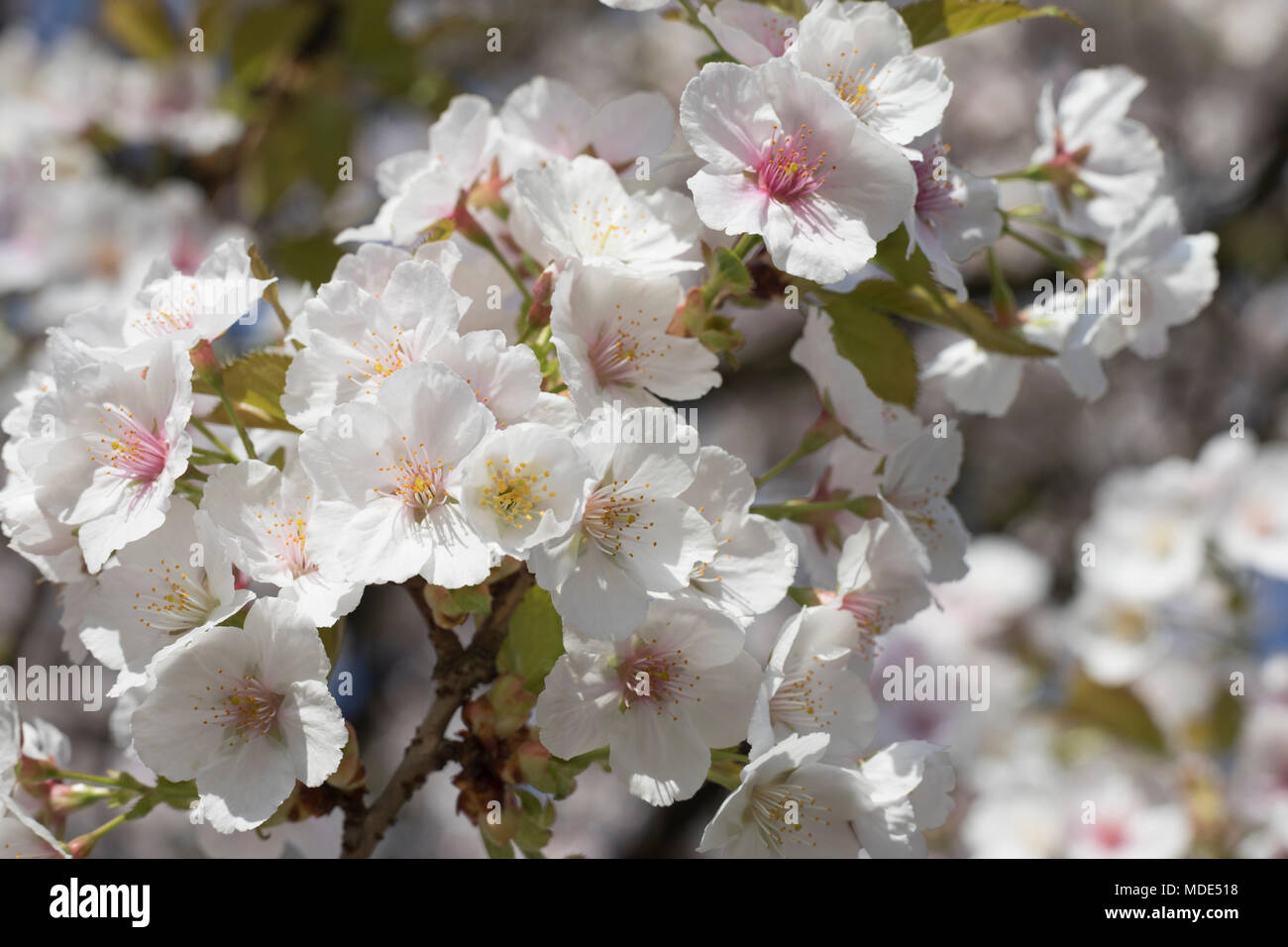 Blooming cherry tree blossom close up macro, journée ensoleillée au printemps Banque D'Images