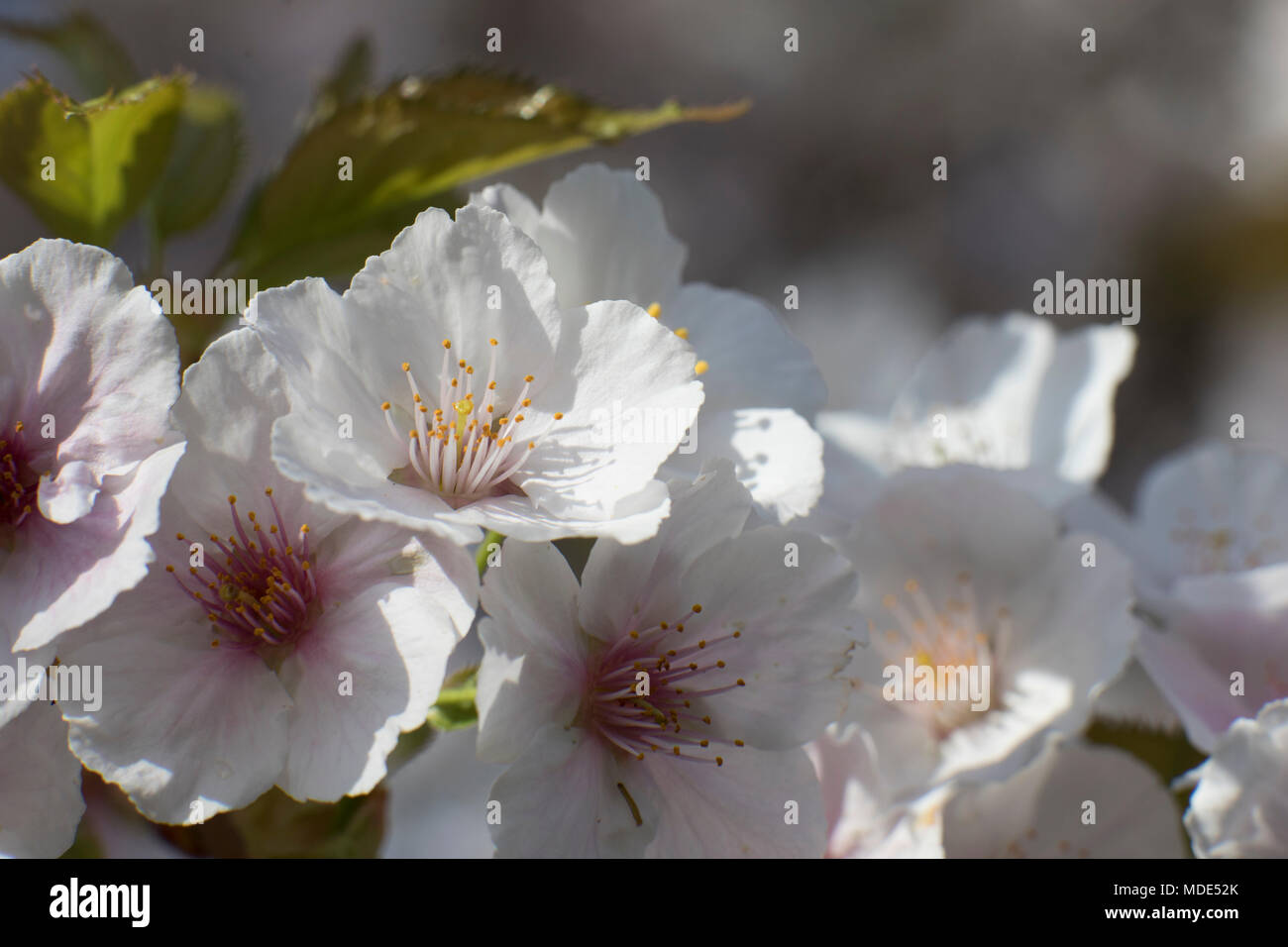 Blooming cherry tree blossom close up macro, journée ensoleillée au printemps Banque D'Images