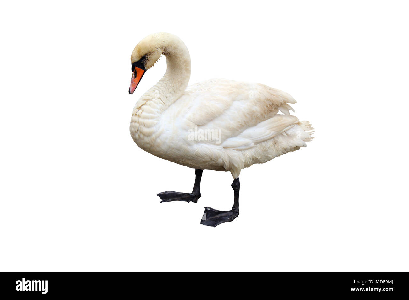 Swan isolated on white Banque D'Images