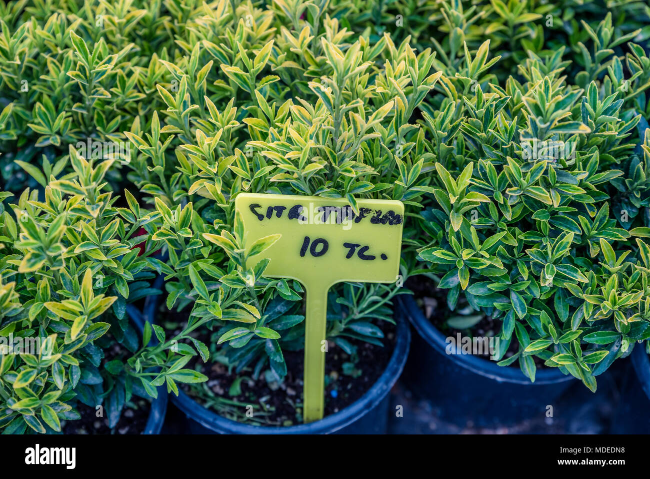 La fusée (Euonymus fortunei Fortune) dans le jardin. Détail de l'émeraude feuilles dorées de réducteur d'hiver.Couverture de l'arbre de fusée d'or. Banque D'Images