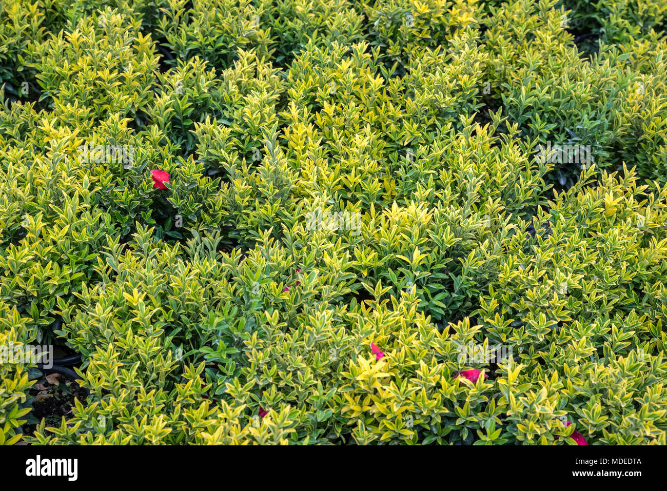 La fusée (Euonymus fortunei Fortune) dans le jardin. Détail de l'émeraude feuilles dorées de réducteur d'hiver.Couverture de l'arbre de fusée d'or. Banque D'Images