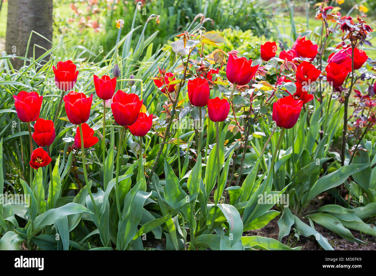 Les fleurs rouges tulipes au jardin, sur fond de verte prairie. Banque D'Images