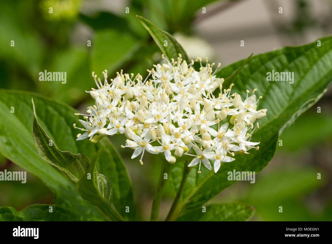 La fleur d'un arbuste dont le nom est inconnu Banque D'Images