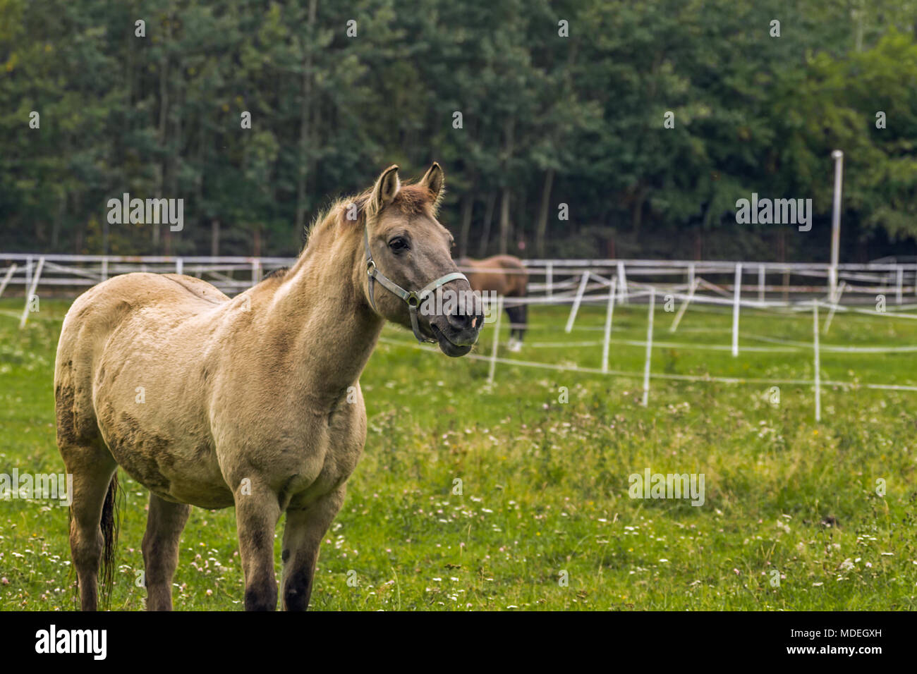 Creme buckskin pony Horse observe les environs sur le pâturage, la masse du public. Zabrze, Silésie, Katowice, Pologne. Banque D'Images