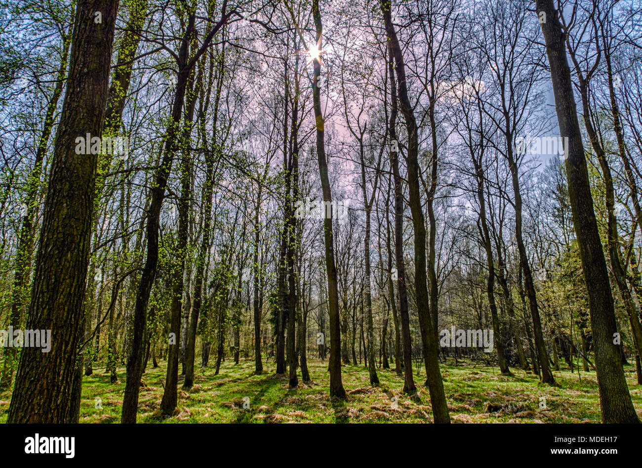 Au début du printemps HDR arbres en forêt. Tourné le soleil direct. Zabrze, hautes terres de Silésie, Pologne. Banque D'Images