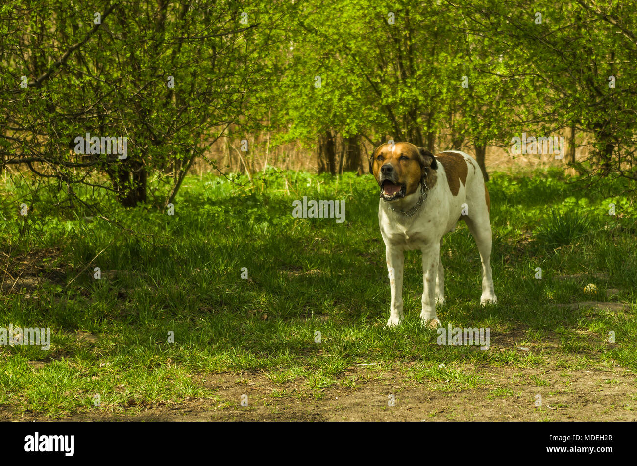 Polish white barking Pitbull avec brown patch sur la zone verte dans le parc. Zabrze, hautes terres de Silésie, Pologne. Banque D'Images