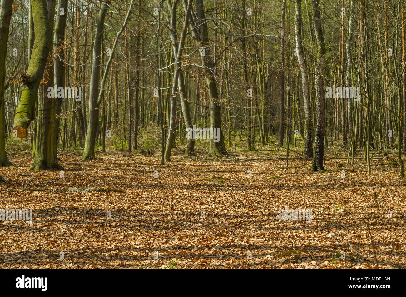 Au début du printemps les arbres et arbuste en vue forêt à Zabrze, hautes terres de Silésie, Pologne. Banque D'Images