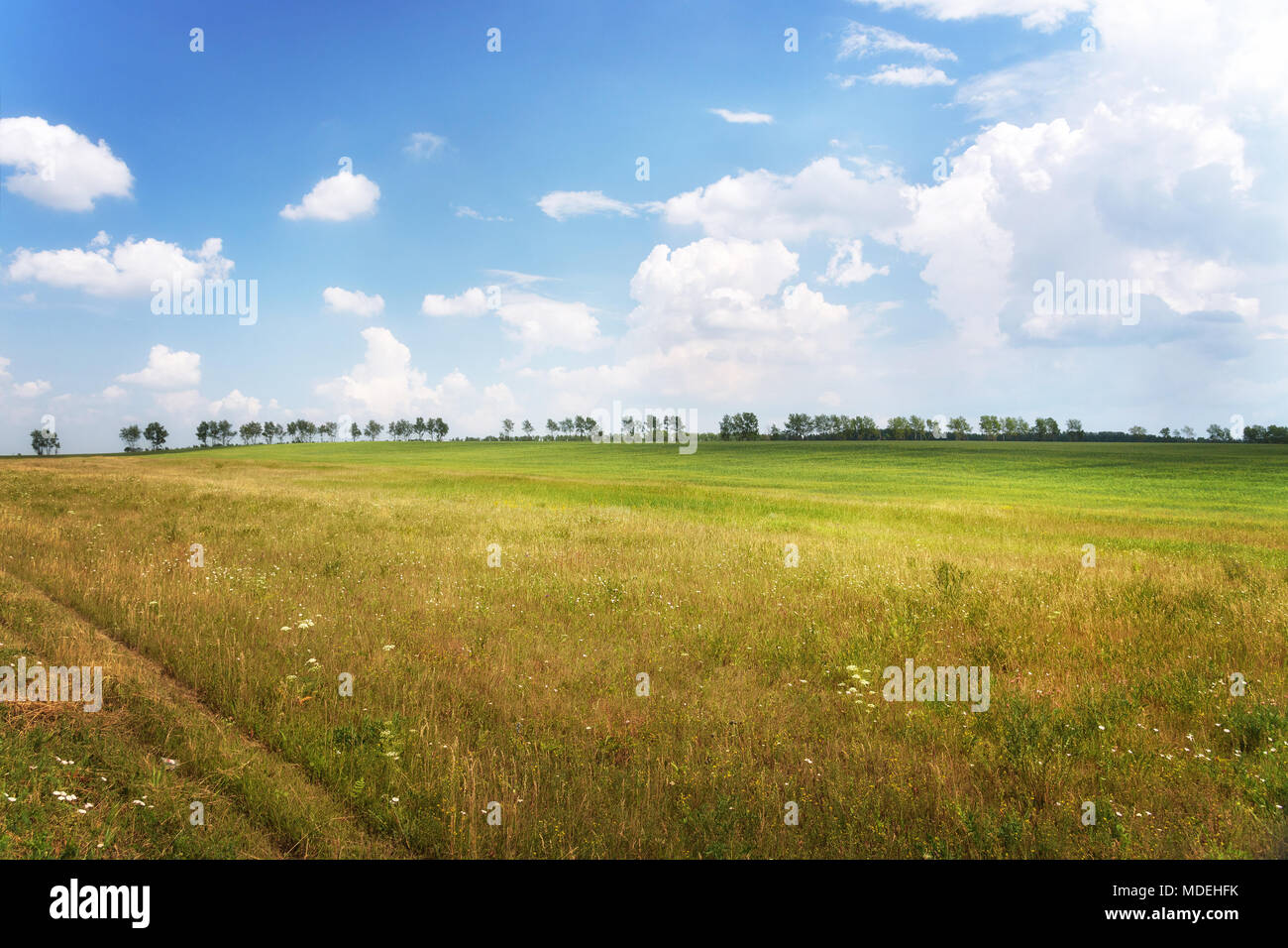 Scène d'été : Beau paysage avec de l'herbe verte et Champ, ciel bleu à Sunny Day Banque D'Images