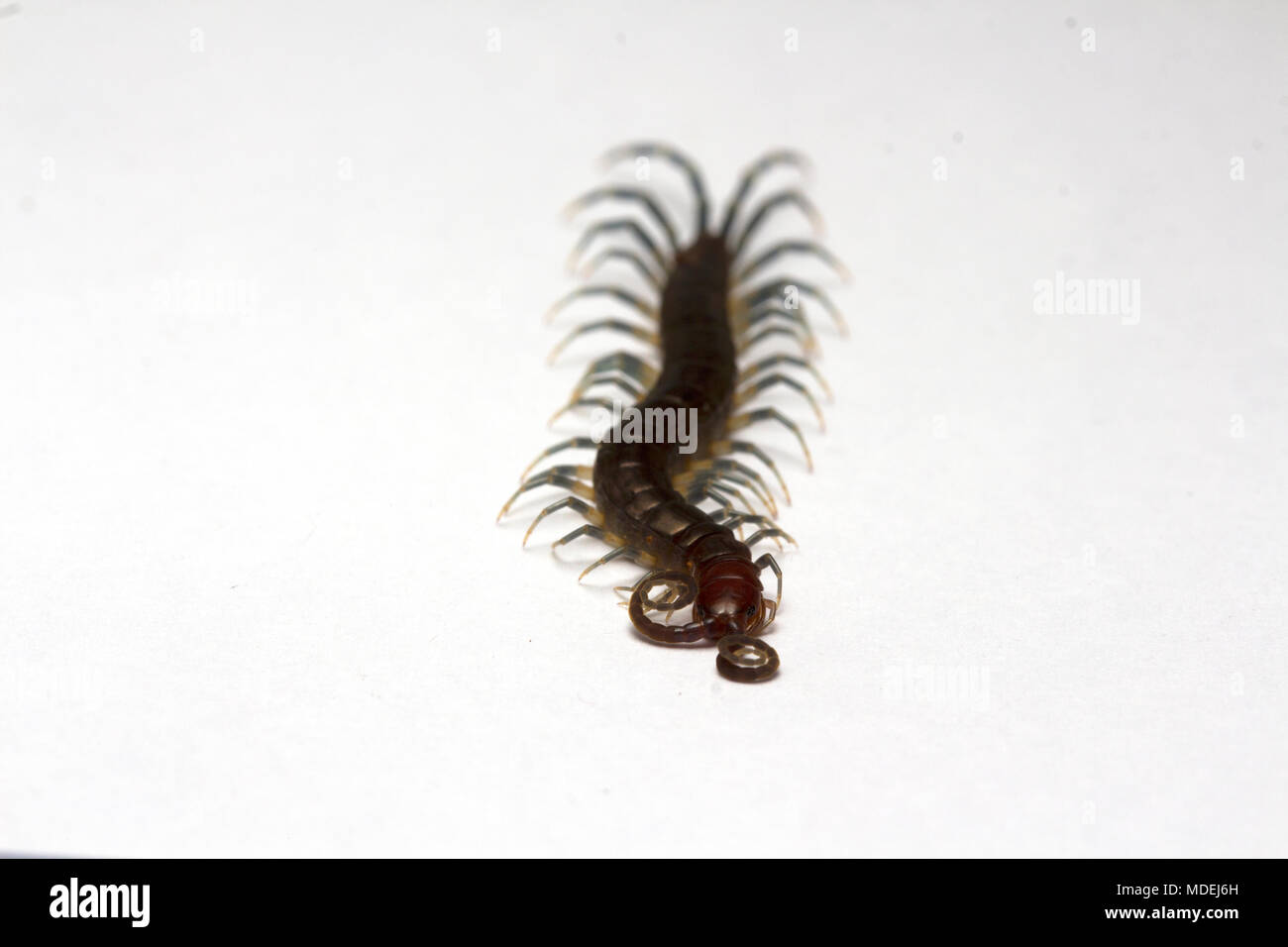 Red Headed Centipede, Malaisie Banque D'Images