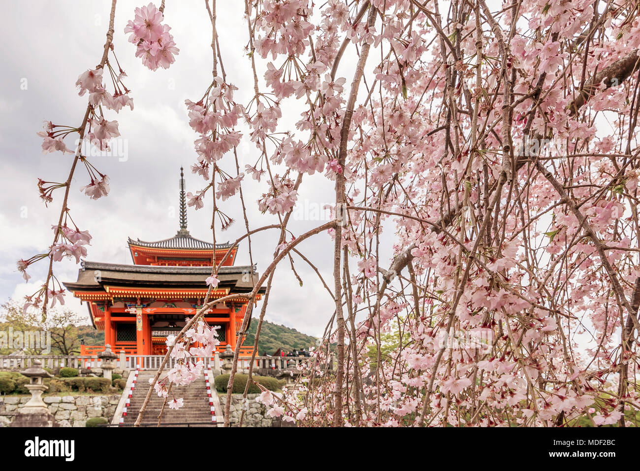 Belles fleurs de cerisier à l'entrée de temple Kiyomizu-dera à Kyoto, Japon Banque D'Images