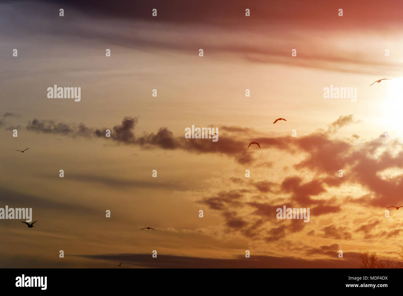 Le grand blanc Les mouettes volent dans la mer au coucher du soleil. Banque D'Images