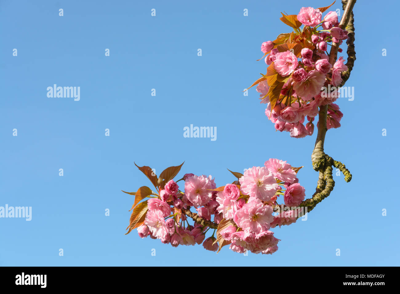 Une branche d'un cerisier japonais en fleurs avec des grappes de fleurs roses sur fond de ciel bleu. Banque D'Images