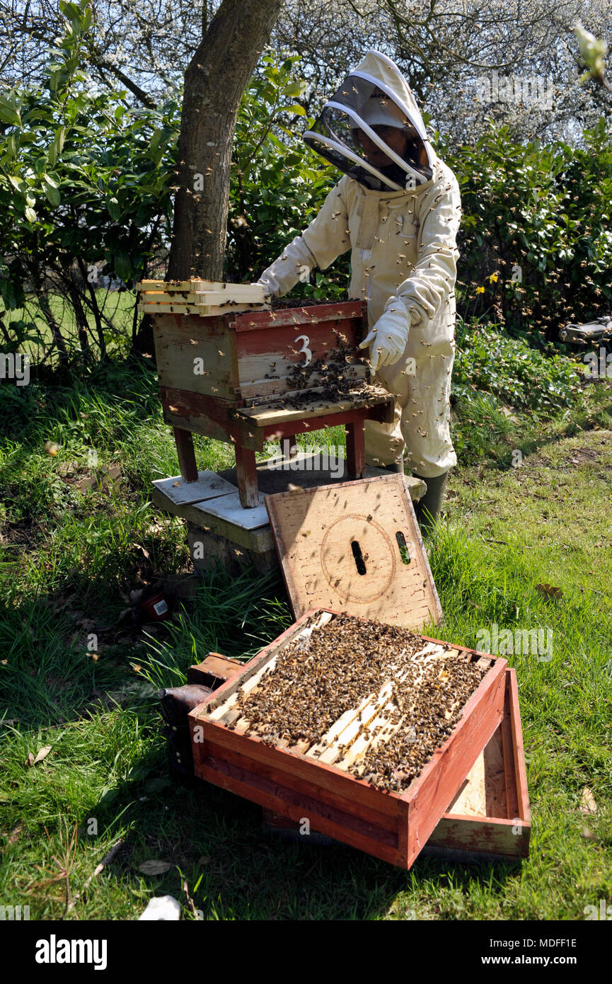 De l'apiculture Banque D'Images