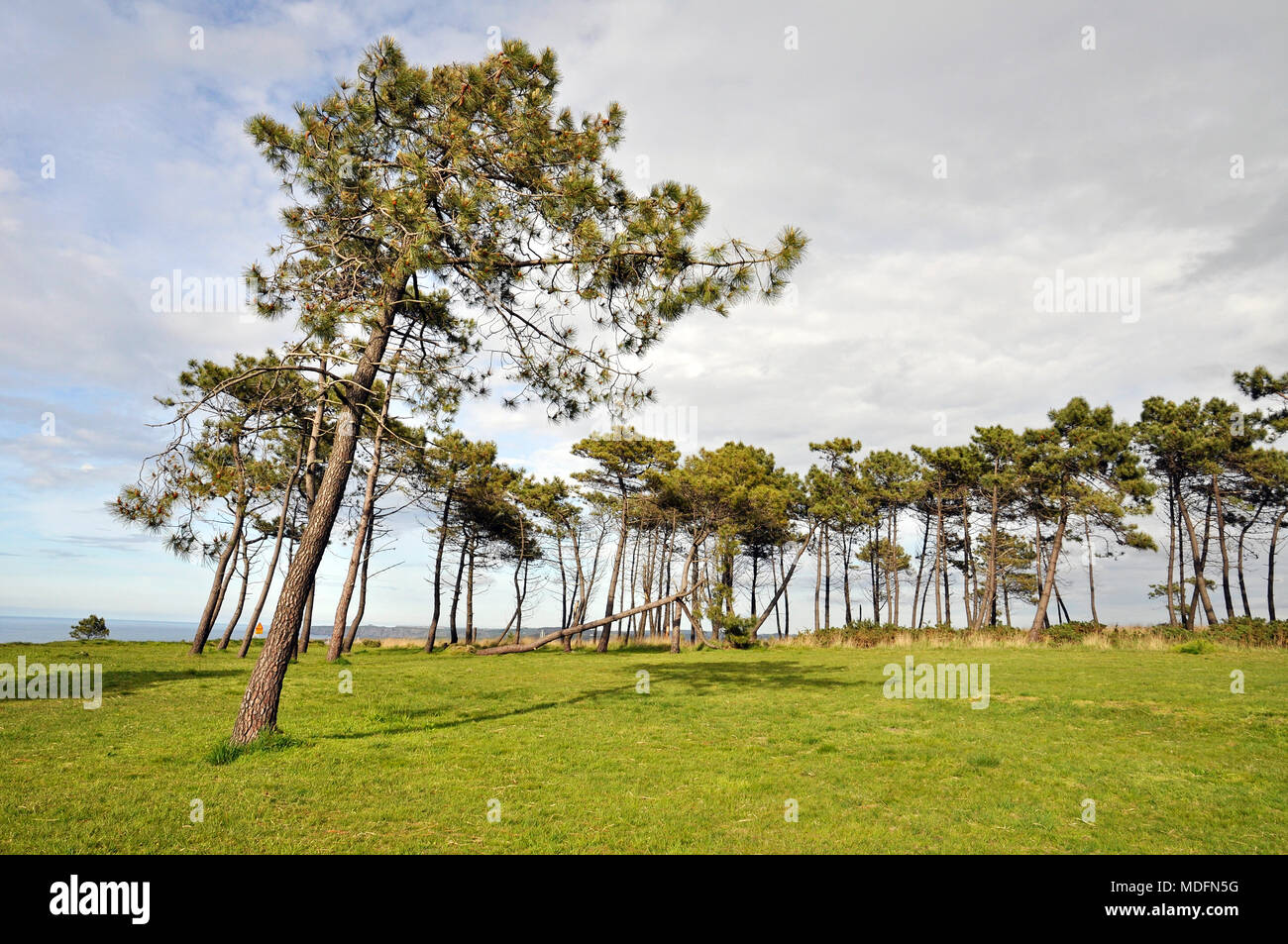 Groupe de pins maritimes (Pinus pinaster) à Pinos Altos donnent sur et une aire de loisirs dans la région de Salinas (Castrillón, Asturies, Espagne) Banque D'Images