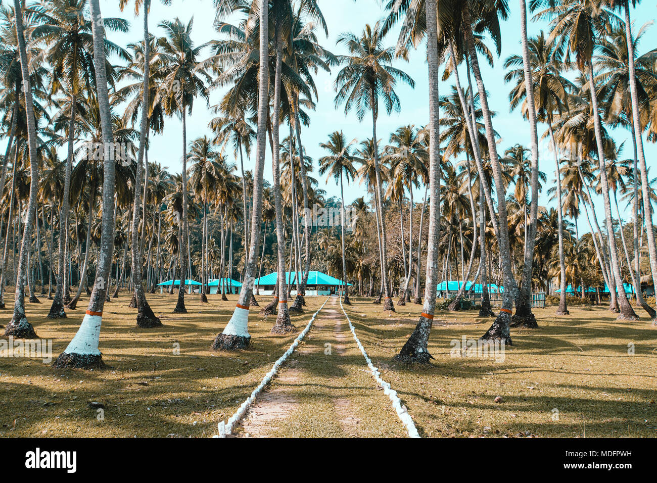 Un chemin parmi les grands cocotiers sur l'île exotique de long. Îles Andaman et Nicobar. L'Inde. Palm Grove sur la rive de l'Oce Atlantique Banque D'Images