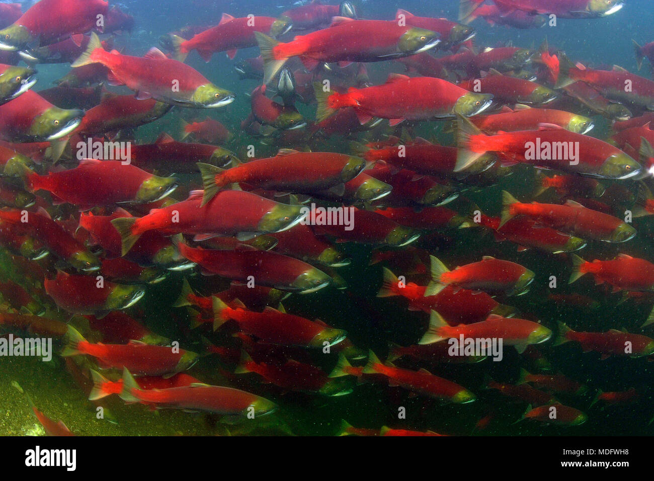 Les saumons sockeye (Oncorhynchus nerka), natation de la rivière Adams pour frayer, l'éducation, Roderick Haig-Brown Provincial Park, British Columbia, Canada Banque D'Images