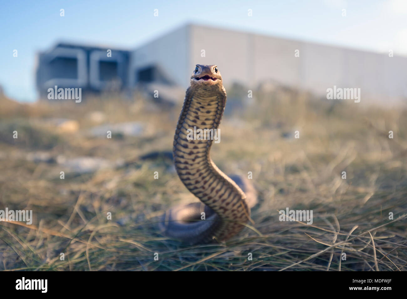 Serpent brun de l'est, Melbourne, Victoria, Australie Banque D'Images