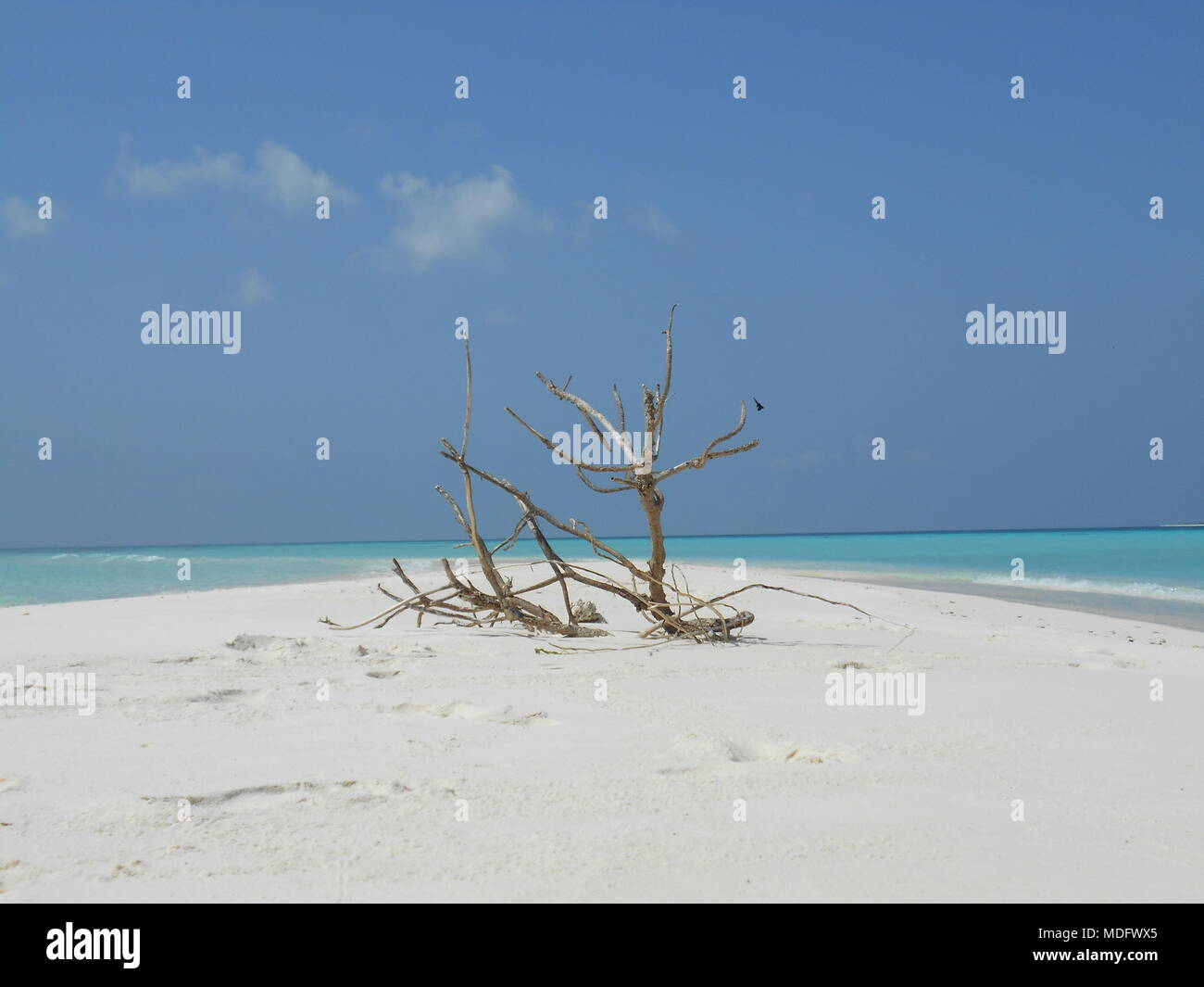 Driftwood sur la plage, Vashafaru, Maldives Banque D'Images