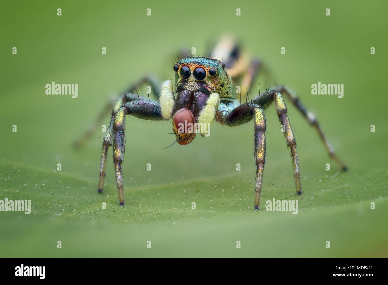 Araignée sauteuse, Batam, Kapulauan Riau, Indonésie Banque D'Images