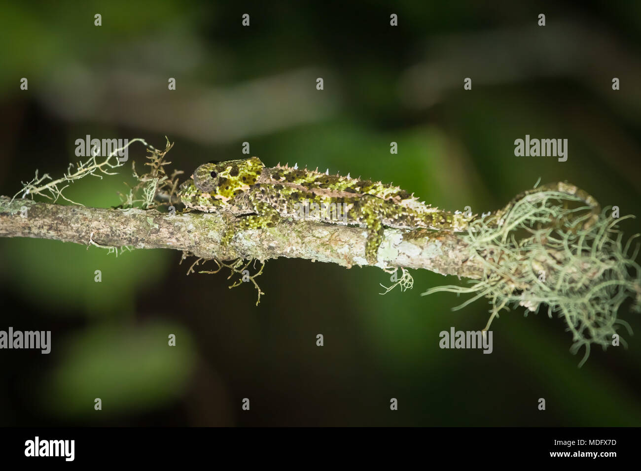 Short-horned Chameleon (Calumma brevicornis), Madagascar. Banque D'Images