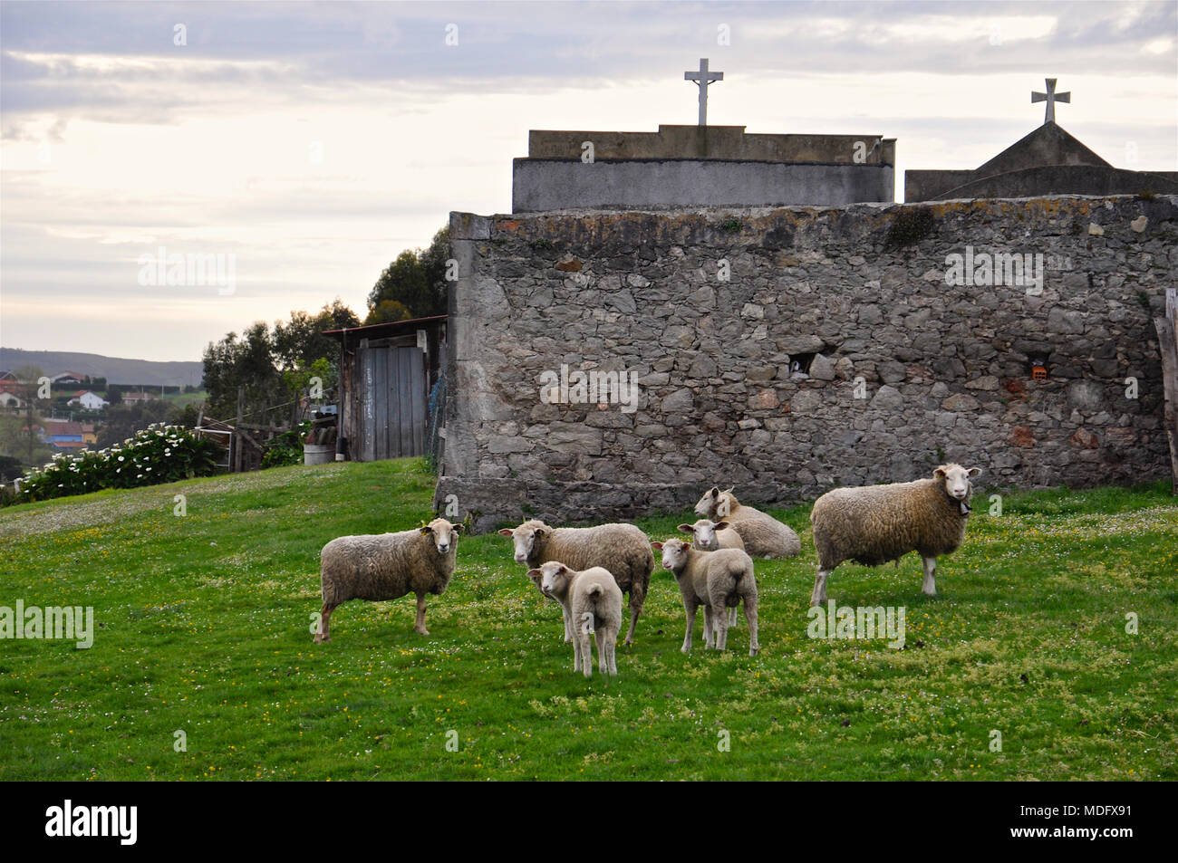 Troupeau de moutons dans un champ vert près du cimetière de San Martín de Laspra (Castrillón, Asturies, Espagne) Banque D'Images