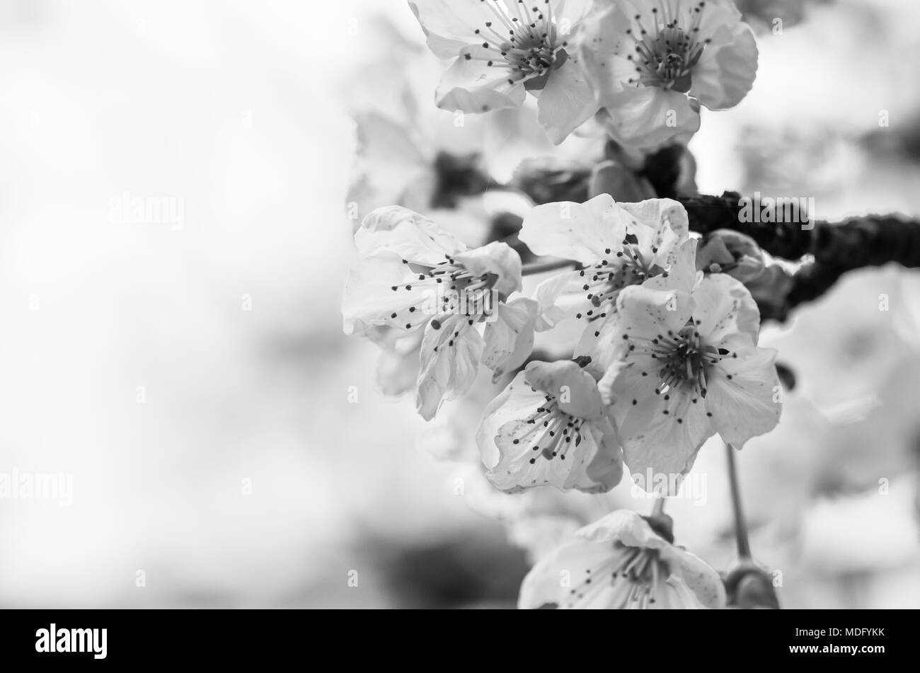Prunus avium floraison des cerisiers - thème floral Banque D'Images