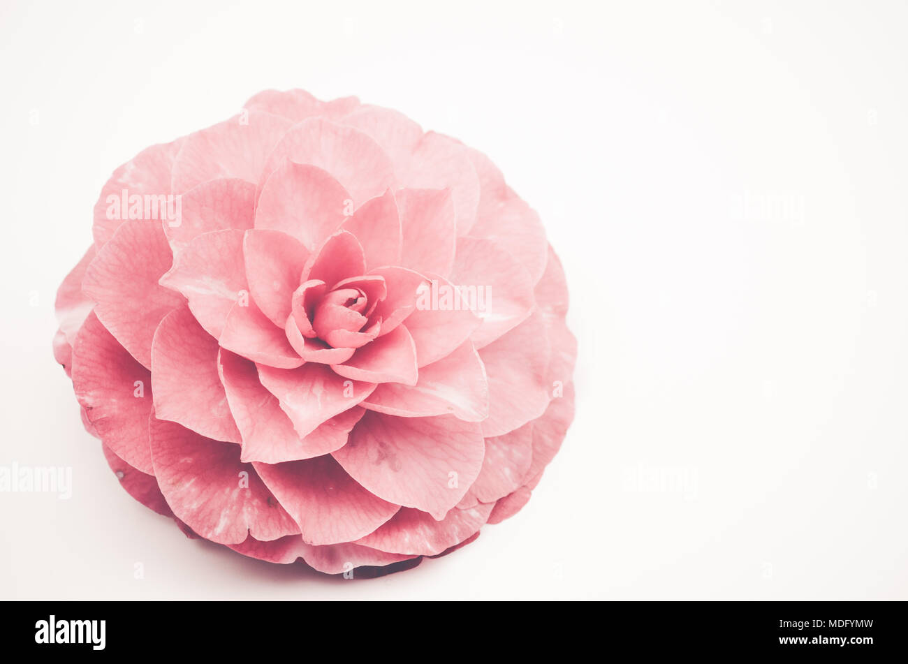 Camellia blossom rouge sur fond blanc Banque D'Images