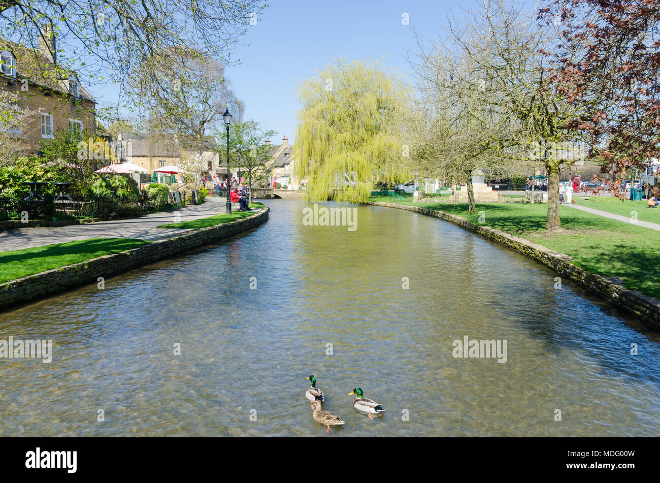 Les touristes sur la rive de la rivière Windrush dans le populaire village de Cotswold Bourton-on-the-water, Gloucestershire dans soleil du printemps Banque D'Images