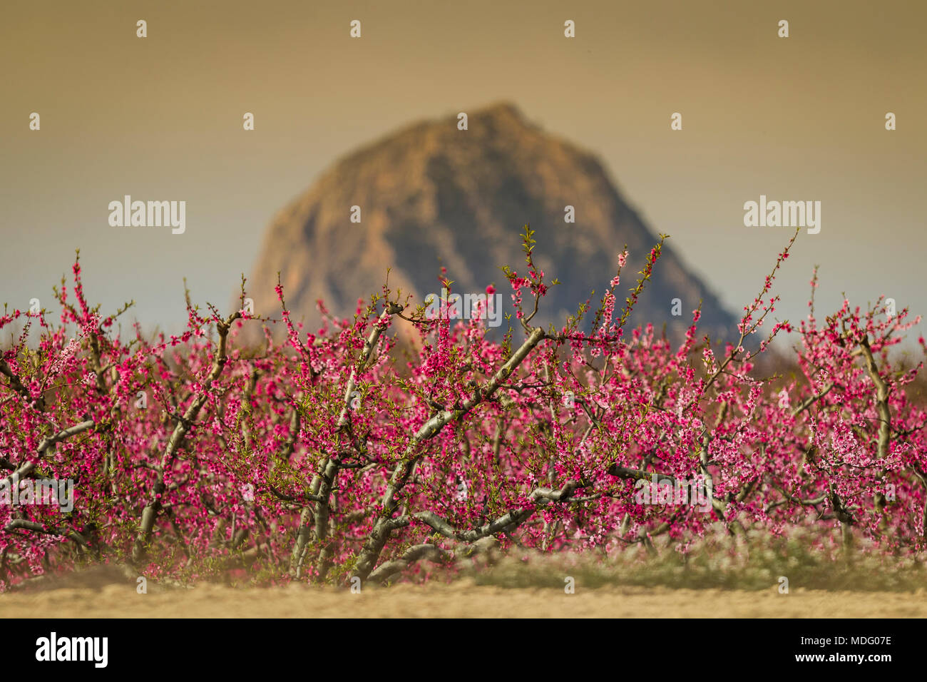 Cieza, Région de Murcie, Espagne. La floraison des arbres fruitiers au printemps © ABEL F. ROS/Alamy Stock Banque D'Images