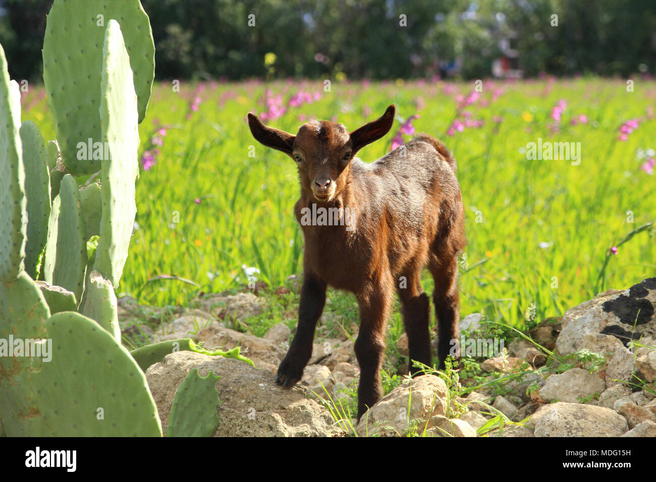 Jeune chèvre sauvage, debout sur un rocher en face d'une prairie avec wild gladiolis, Majorque Banque D'Images