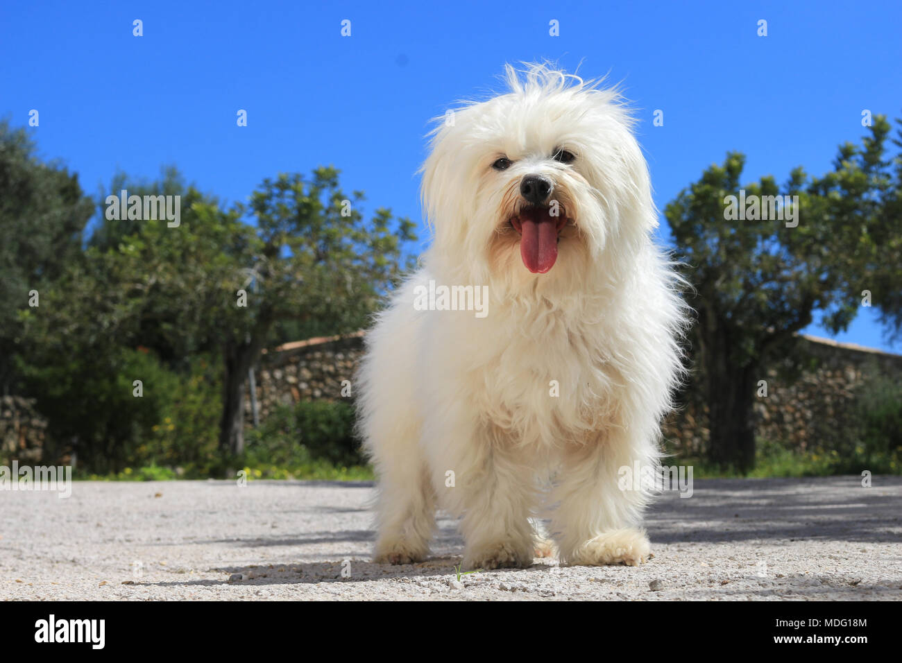 Maltese dog debout sur un trottoir Banque D'Images