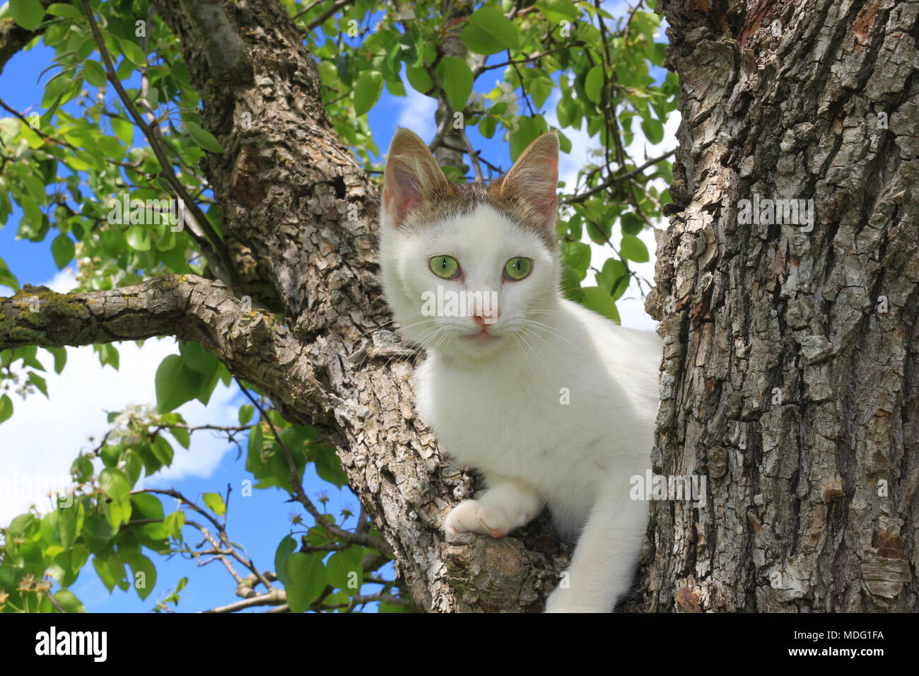 Chat domestique, van, assis sur une branche d'arbre Banque D'Images